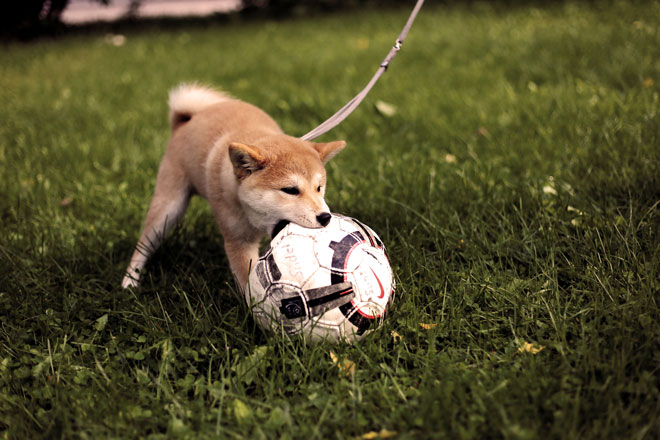 Dog Friendly Boot Camp Dog Friendly Boot Camp